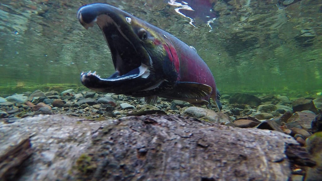 Coho Spawning on the Salmon River