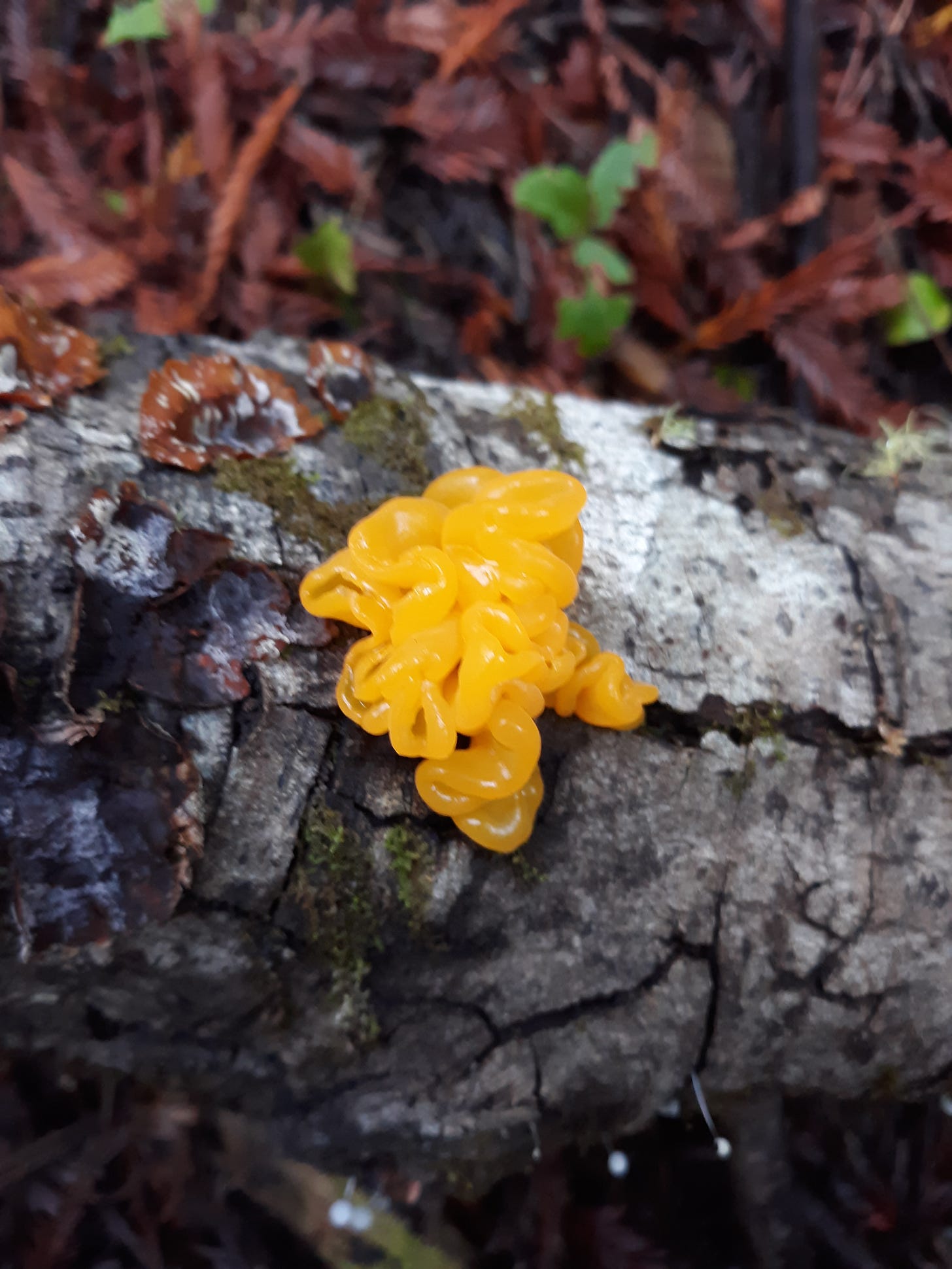 Orange conifer jelly, Photo by Robin Applegarth