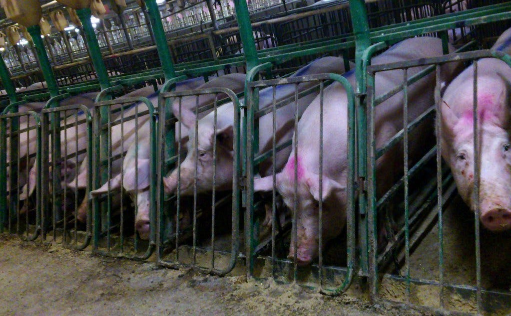 "Undercover Investigation at Manitoba Pork Factory Farm" by Mercy For Animals Canada is licensed under CC BY 2.0