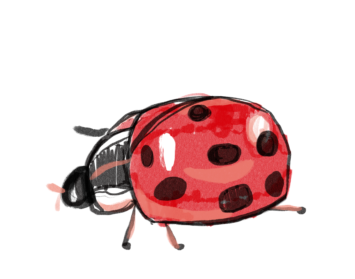 drawing of individual ladybug
