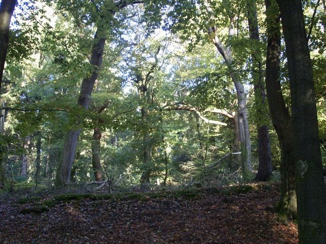 Handewitter Wald (bilde fra Wiki)