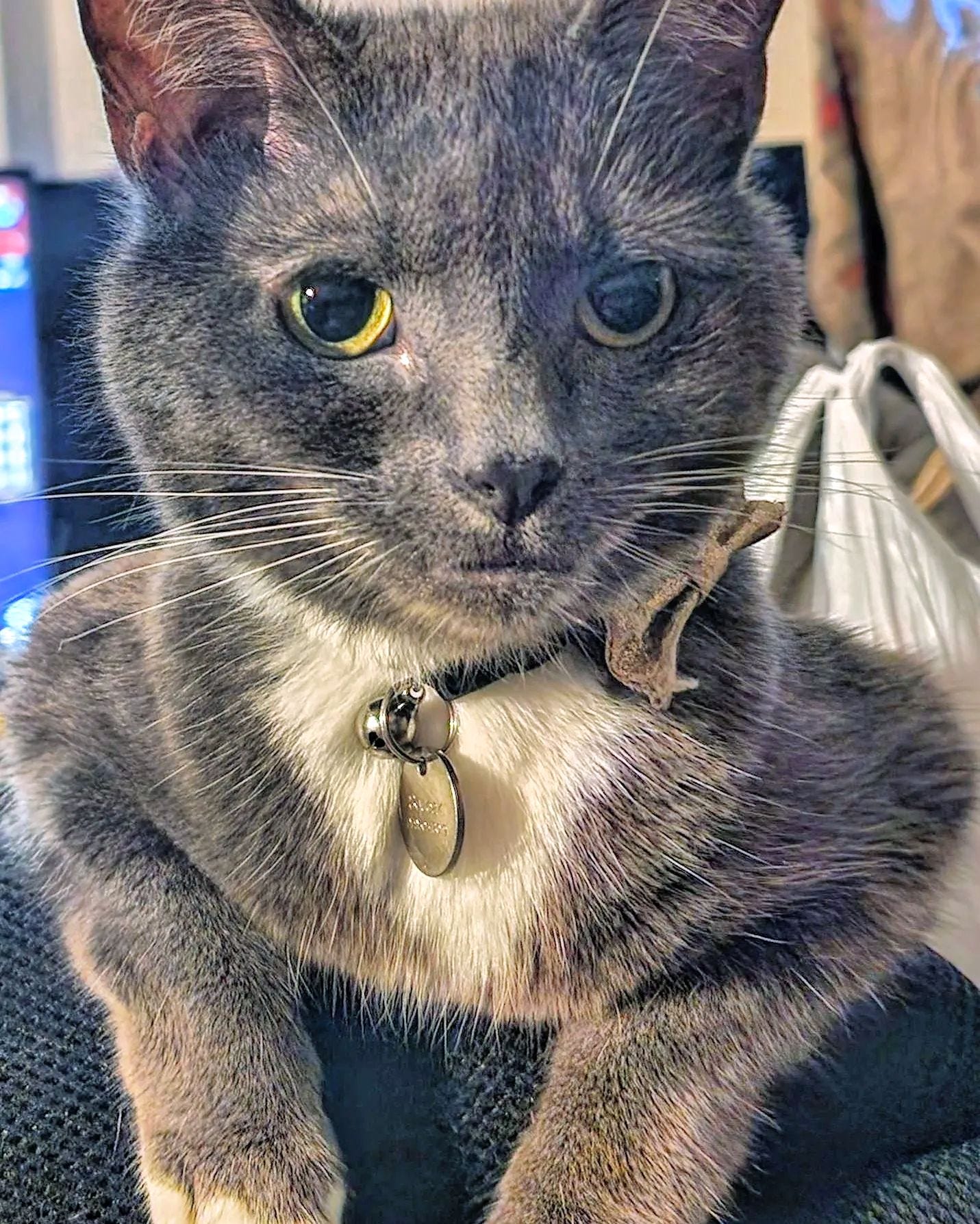 A grey & white tuxedo cat, with a gold bowtie, looks past the camera to the right