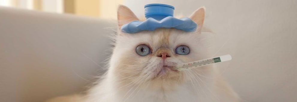 A cat with a thermometer in its mouth. Learn what is making your cat sneeze.