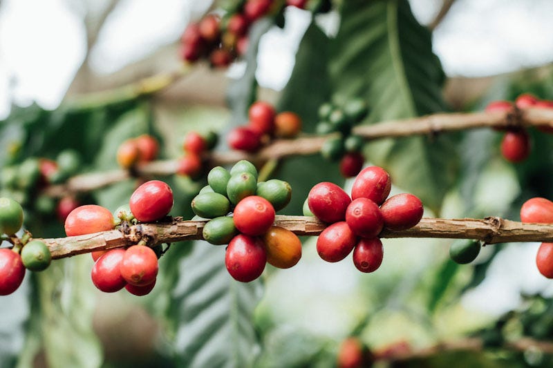 COFFEE VARIETALS | Sabores - Flavours of Colombia | Blog