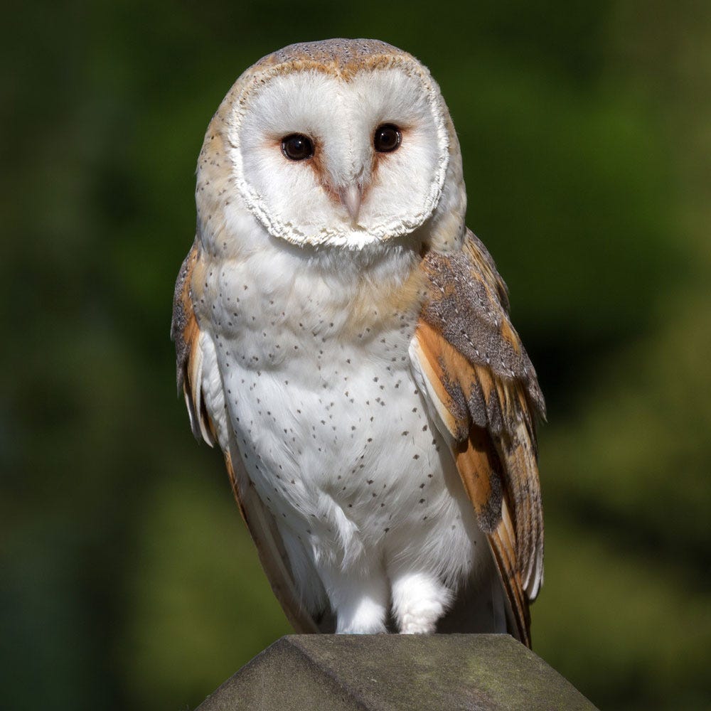 Owl Pellet Food Webs: A Model of Energy and Mass Transfer | Carolina.com