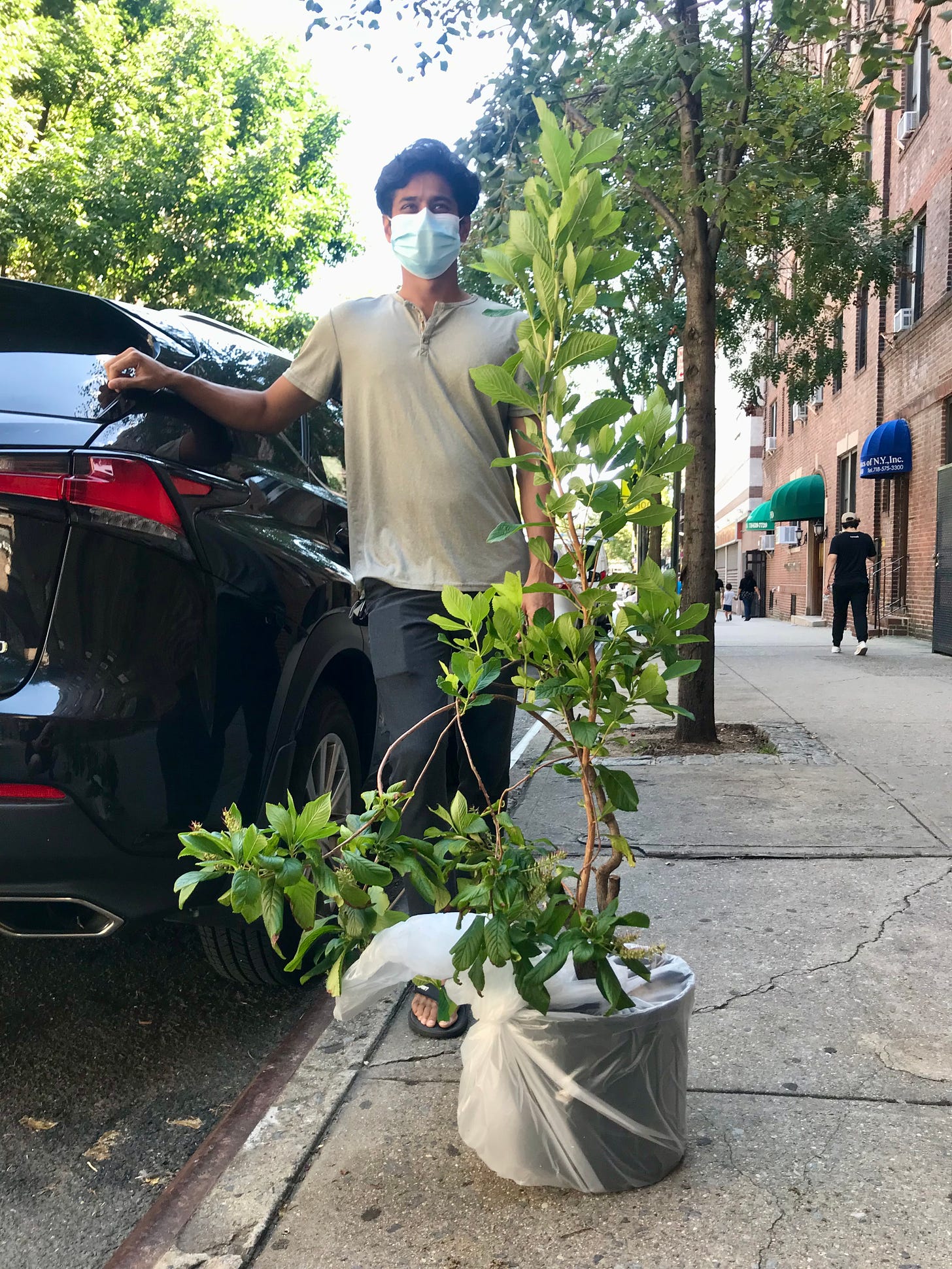 Image description: Photo of my friend Nissan standing on the sidewalk curb outside my apartment, with my clethra plant that has grown 4 feet. End image description.