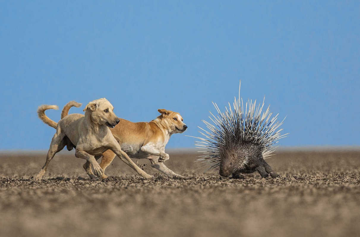 perros asilvestrados intentan cazar un puercoespín