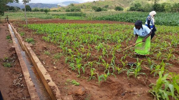 Malawi Hunger: Islamic Relief reaffirms commitment to support irrigation  farming | Islamic Relief Worldwide