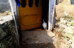 GIPHY of dog running out of a doorway