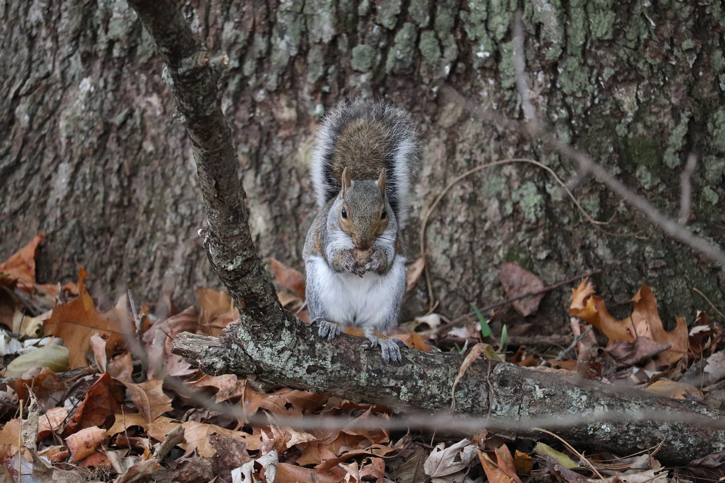 A grey squirrel sits on a fallen branch, eating an acorn. There are fallen crisp leaves around it and the bark of a large tree trunk is in the background.