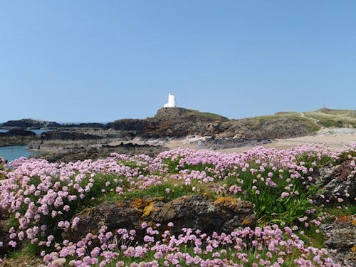 Sea thrift on Ynys Llanddwyn