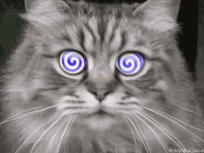 Animated gif of a hypnotic cat that makes you feel strangely compelled to click on it and subscribe to Tabs immediately.