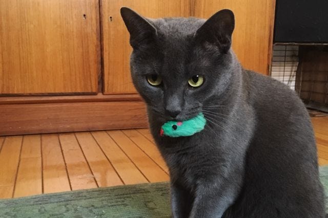 A gray cat holding a mouse in her mouth