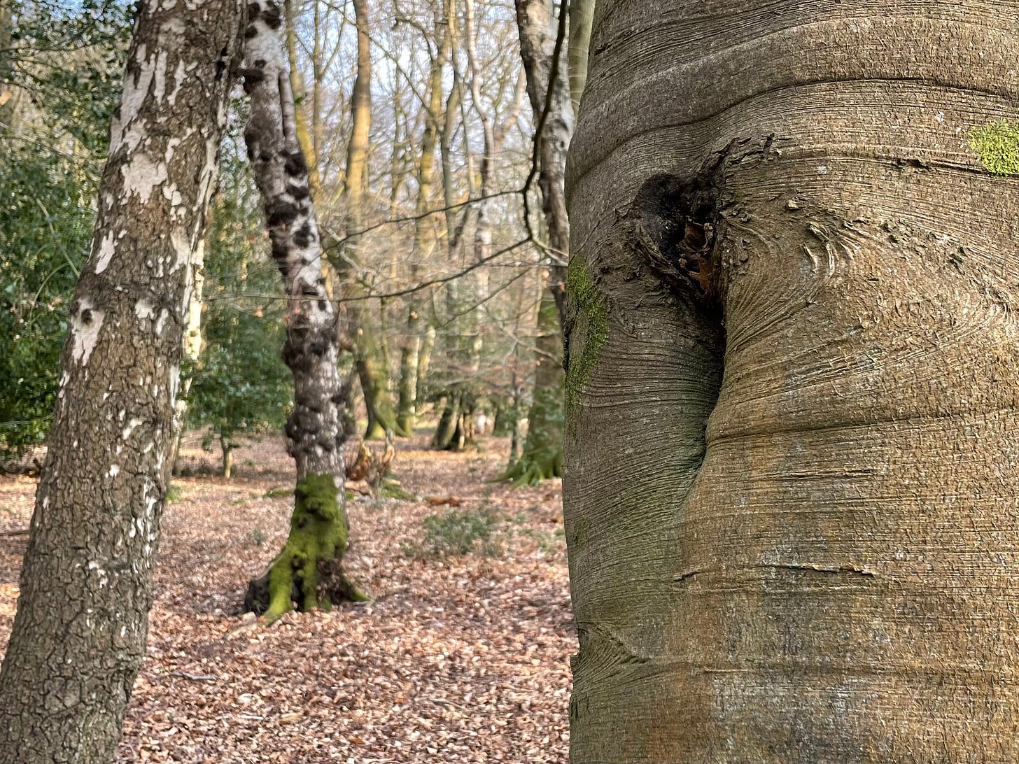 Ashridge tree trunks 