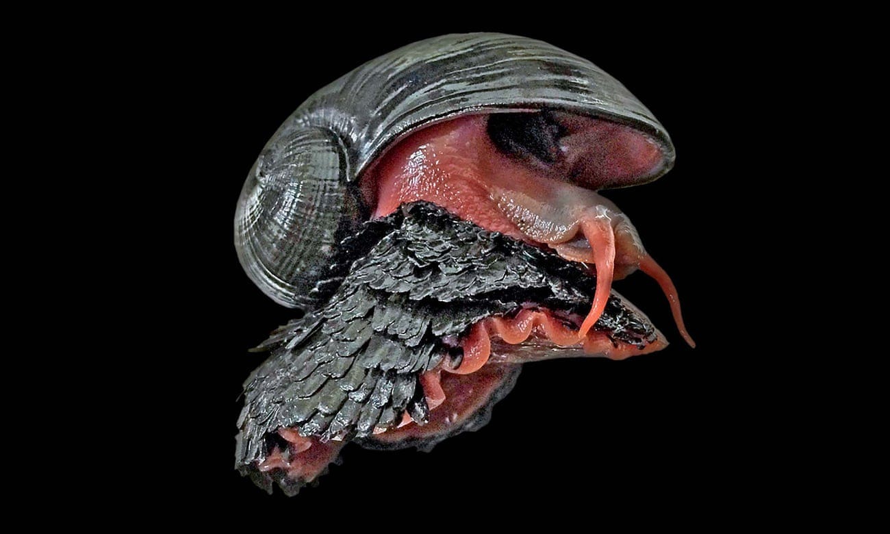Picture of a snail with a black shell and reddish flesh, with what look like iron scales all around the base of its foot. I cannot express how incredibly medieval this snail looks. Picture of a snail with a black shell and reddish flesh, with what look like iron scales all around the base of its foot. I cannot express how incredibly medieval this snail looks.