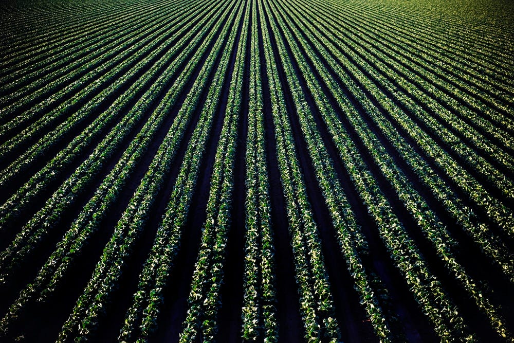 green leafed plant field