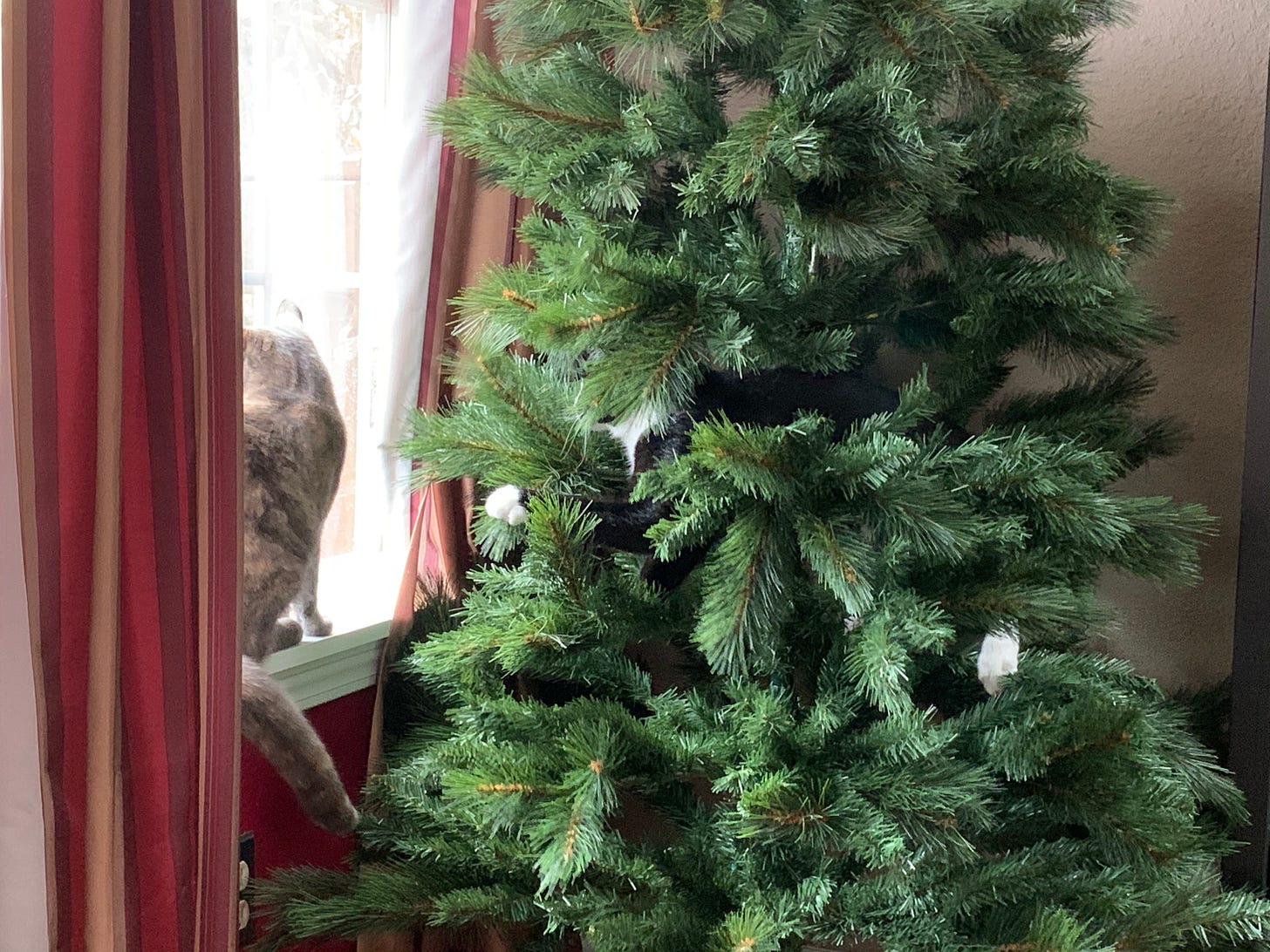 Left: a dilute tortoiseshell cat is sitting calmly on a white windowsill, looking out the window. Right: an artificial Christmas tree through the branches of which a tuxedo cat’s head and paws are vaguely visible.