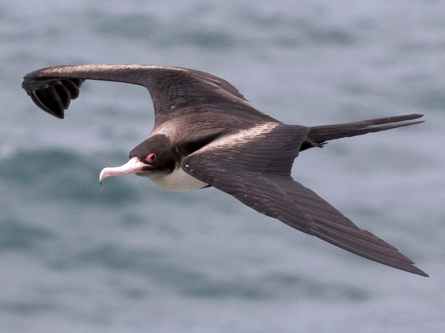 Great Frigatebird - eBird