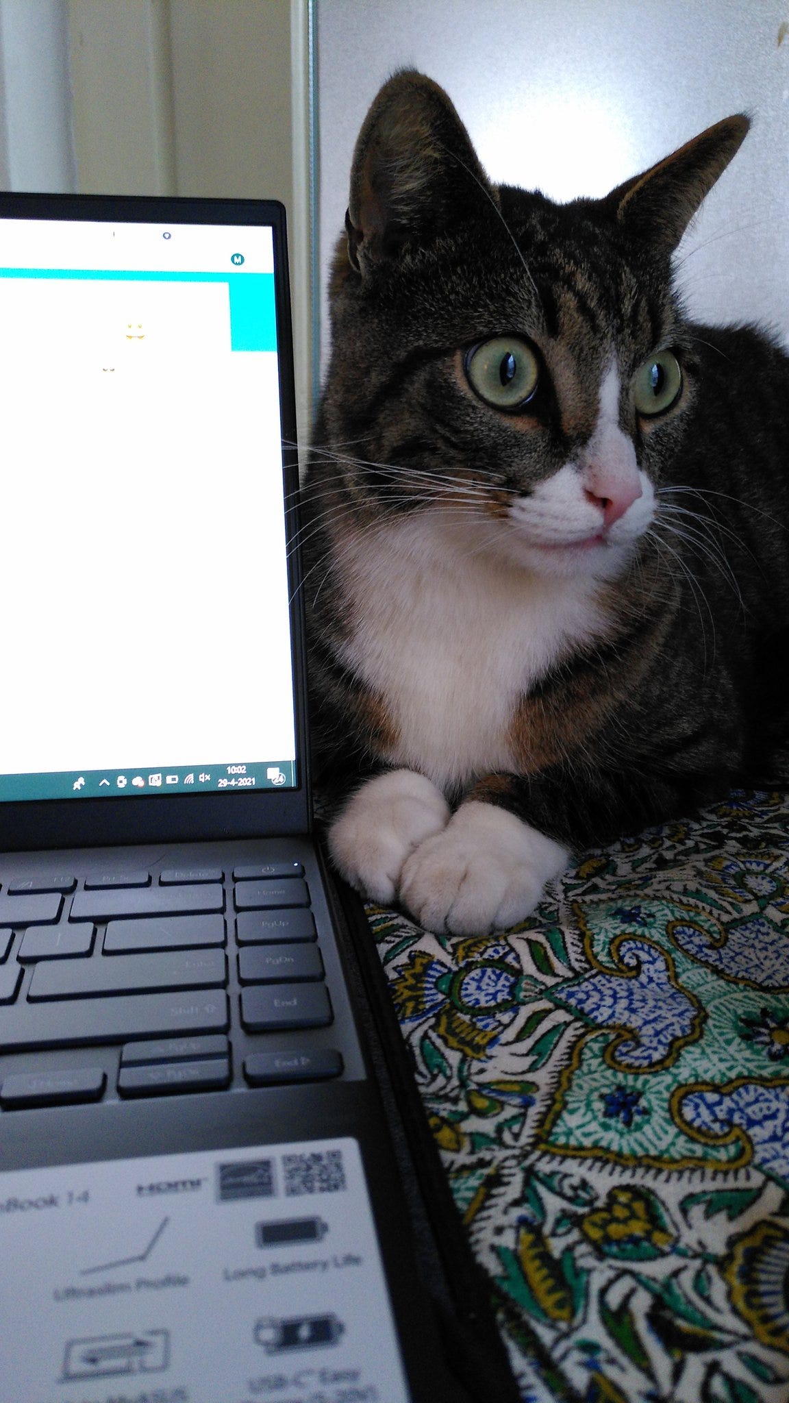 foto van een laptop op een tafel waar een tabby kat met hele grote ogen naast zit. De kat heeft ook een wit befje