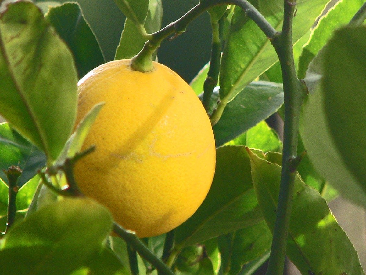 Meyer lemon - Wikipedia