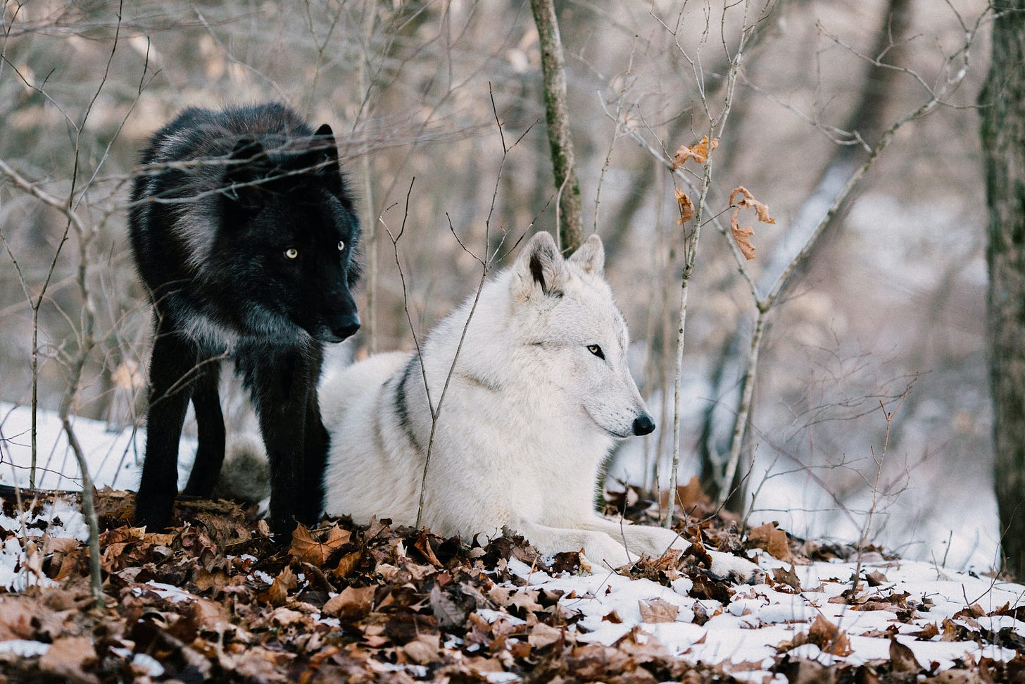 Two wolves sit next to each other in the forest. The black wolf stands behind the white wolf, who is seated.