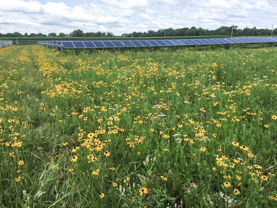Solar panels in a field of flowers