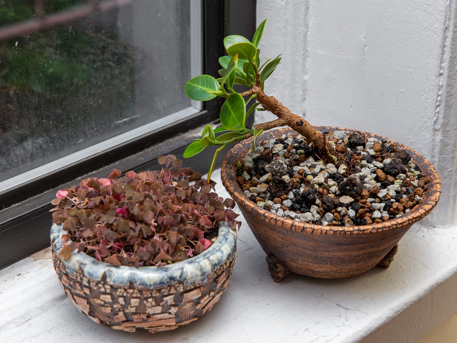ID: Two small pots side by side. One has a small patch of oxalis and the other is the ficus.