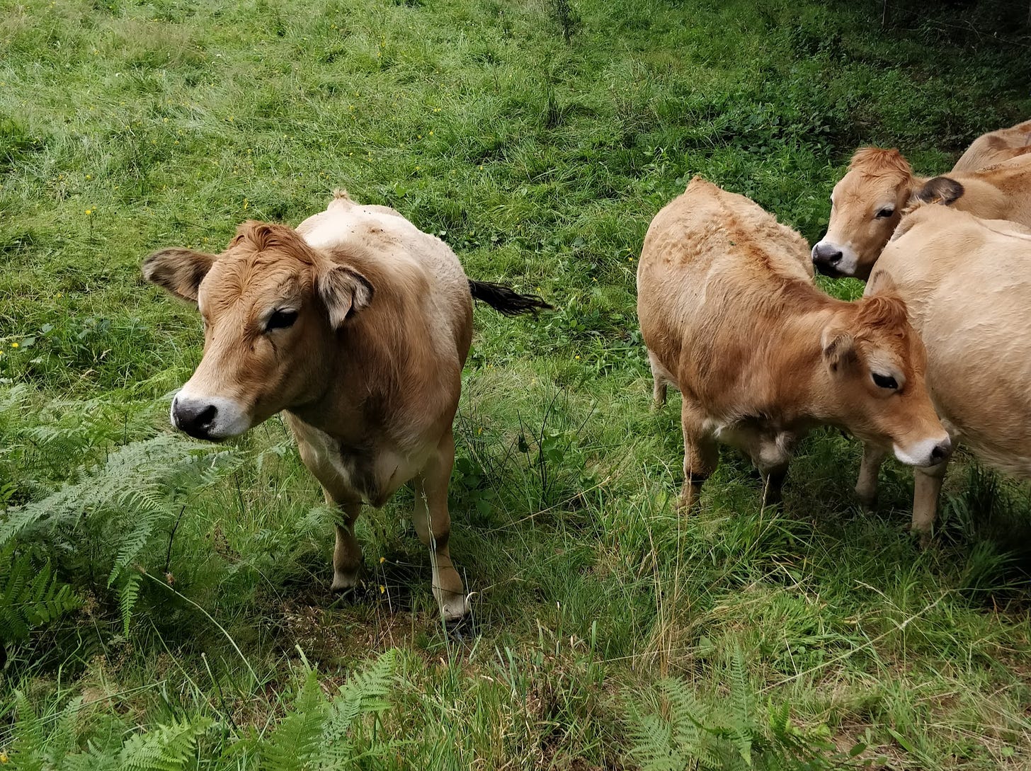 Five juvenile Aubrac cattle, grazing in a meadow.