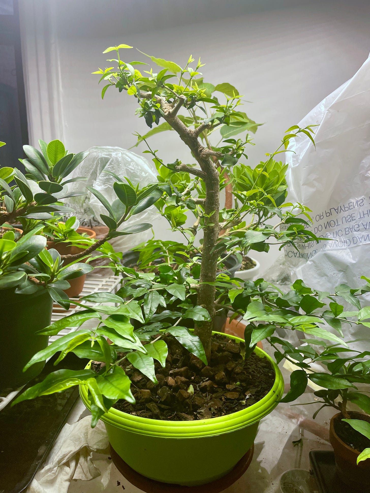 ID: Photo of my water jasmine tree on my indoor growing table. The upper branches are trimmed short and the lower thinner ones are elongated. Trees stuck inside plastic bags can be seen in the background.