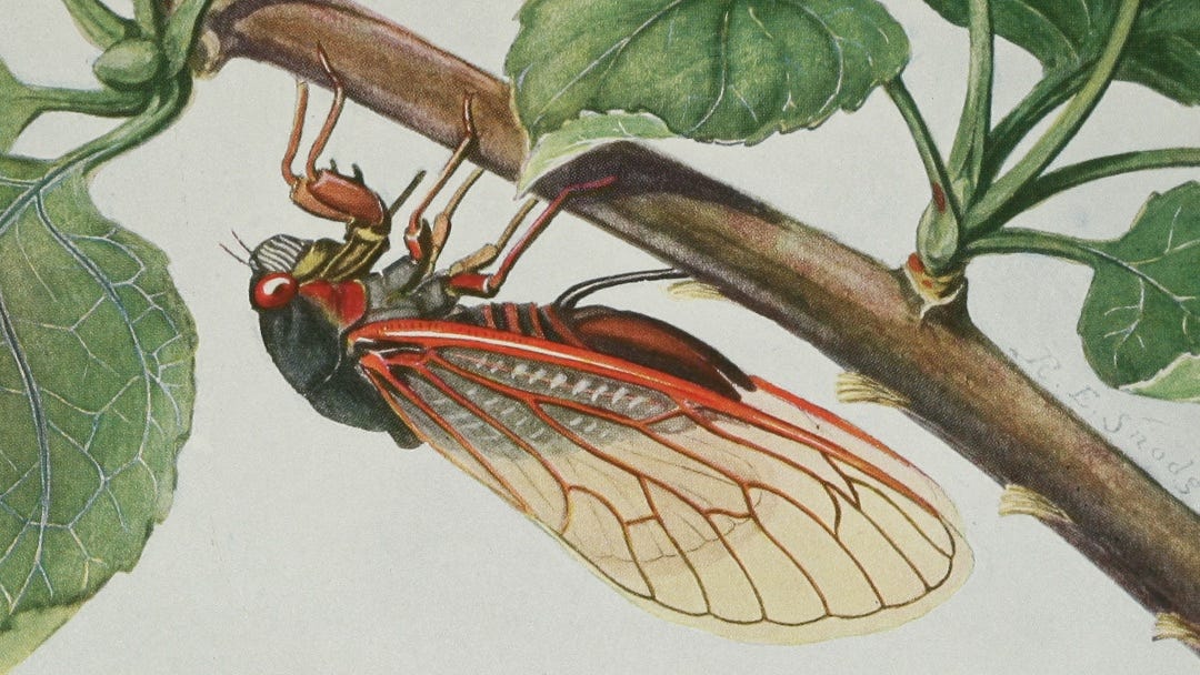 The periodical cicada (Magicicada septendecim) Plate 7 from Insects, their way and means of living, R. E. Snodgrass. Caption: The periodical cicada (Magicicada septendecim) A female inserting eggs with her ovipositor into the under surface of an apple twig. 