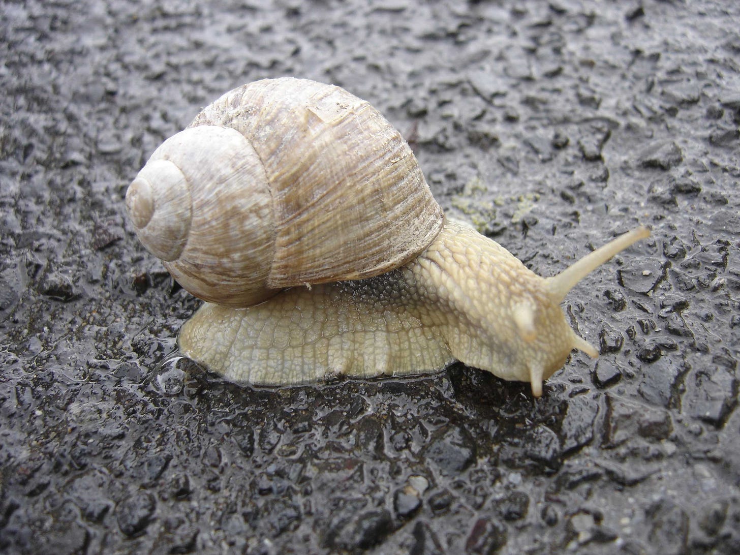 File:Snail.jpg - Wikimedia Commons