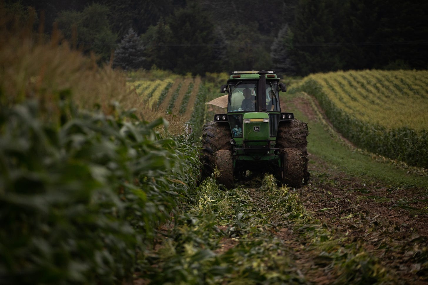 A Corn Harvest As Futures Surge After U.S. Slashes Output 