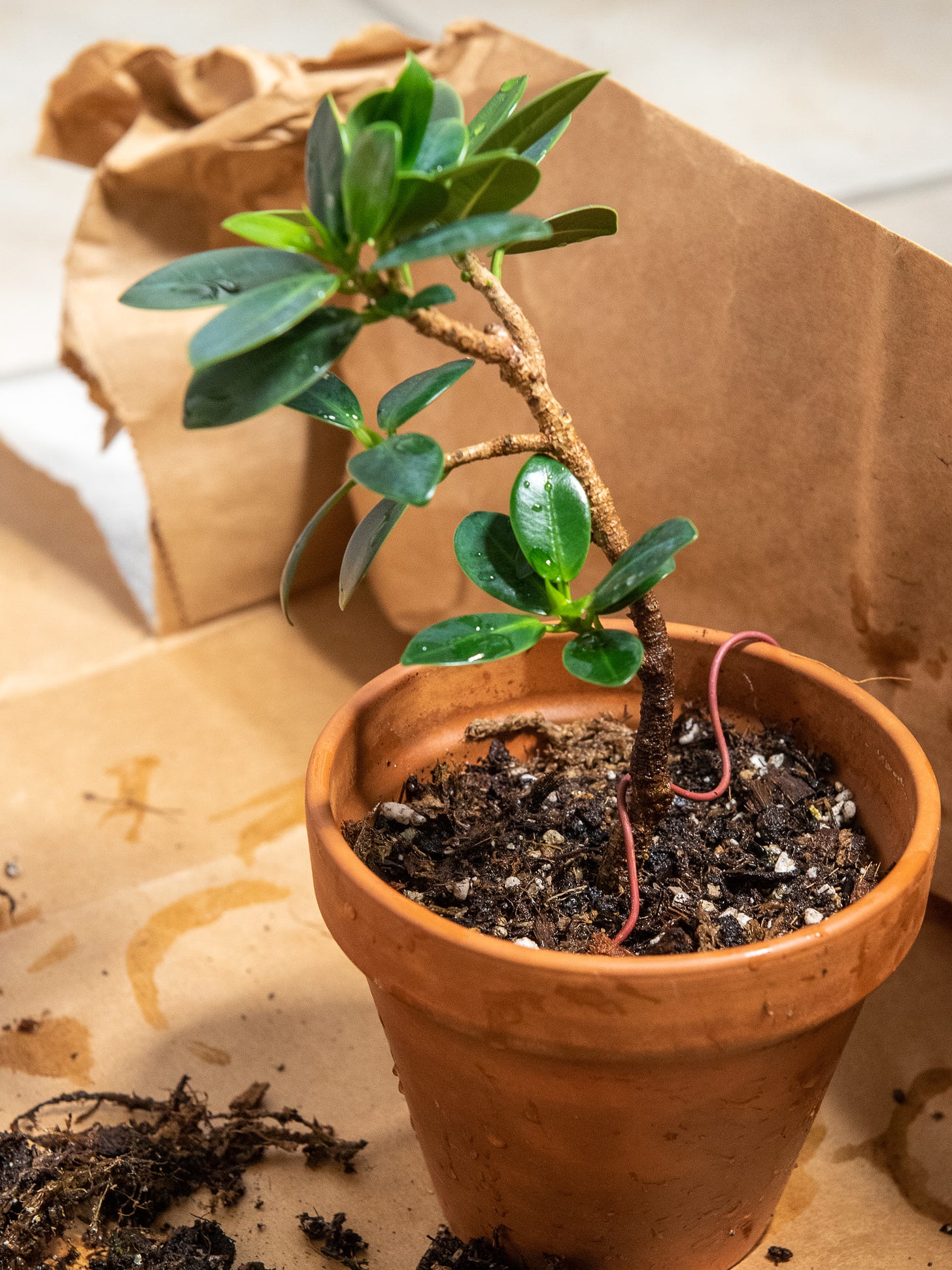 ID: Photo of the large cutting in a 4 inch terra cotta pot with a copper wire snaked across the top for stability