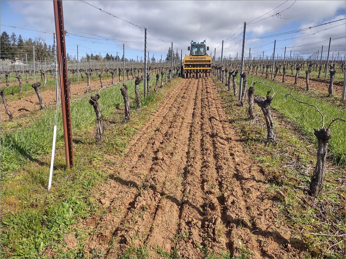 Ernie drilling in cover crop