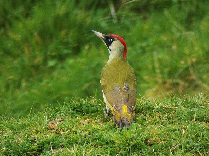 Green woodpecker on grass