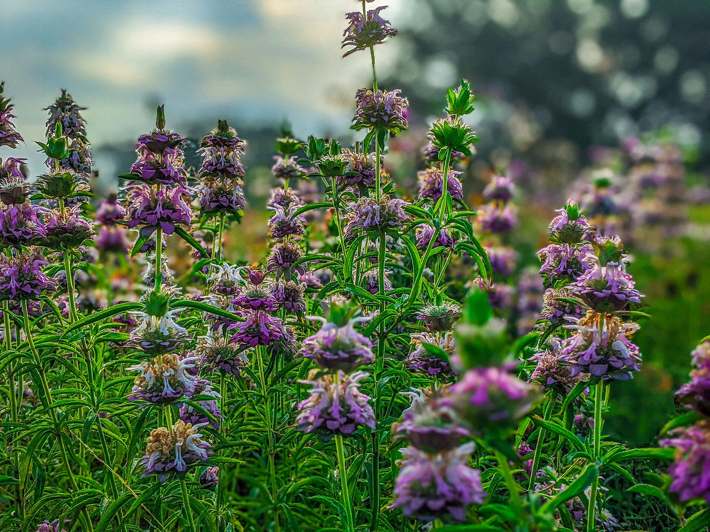Clusters of Purple Horsemint, the tall green stems with green leaves capped by an explosion of purple flowers. 