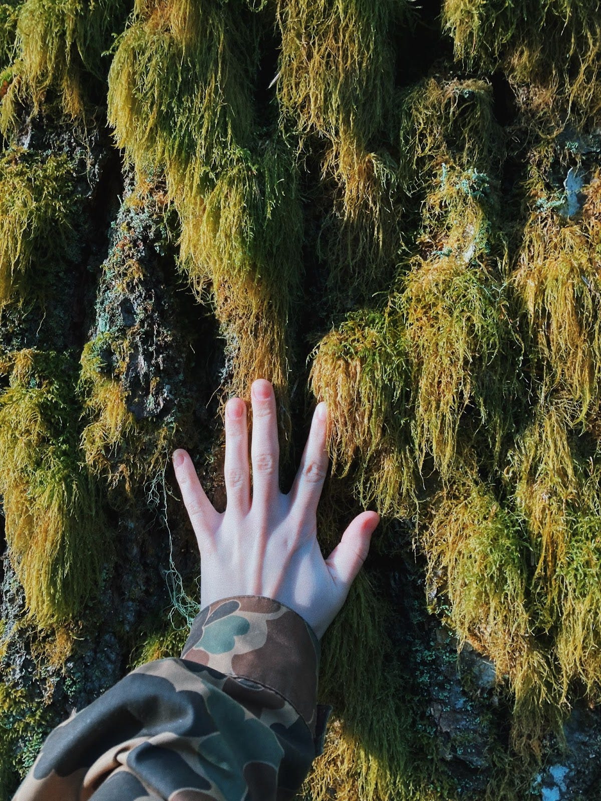 a hand reaches out to touch a mossy tree