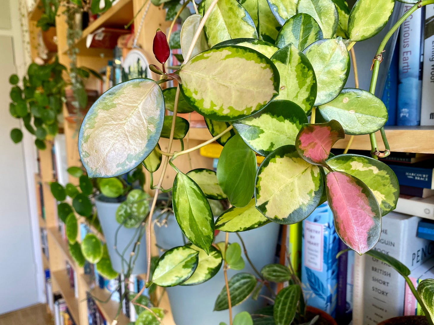 The purple leaves on my Hoya