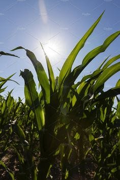 sun shining over corn by rsooll on @creativemarket