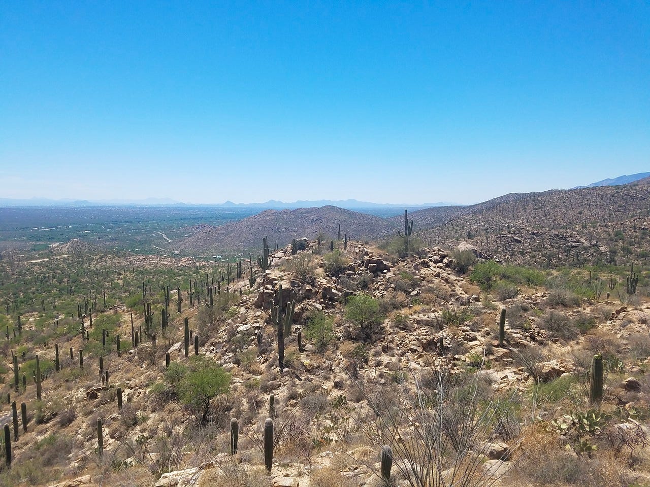 Sonoran desert vista