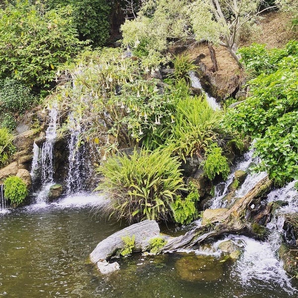 Had a lovely (socially-distant) stroll at the Arboretum for Father's Day