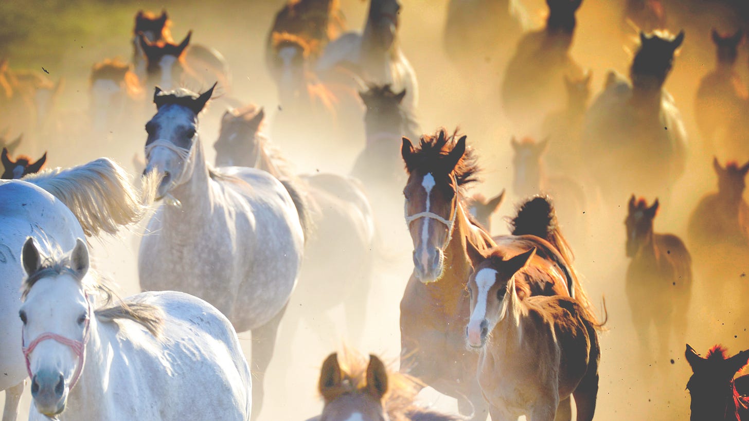 A group of horses running