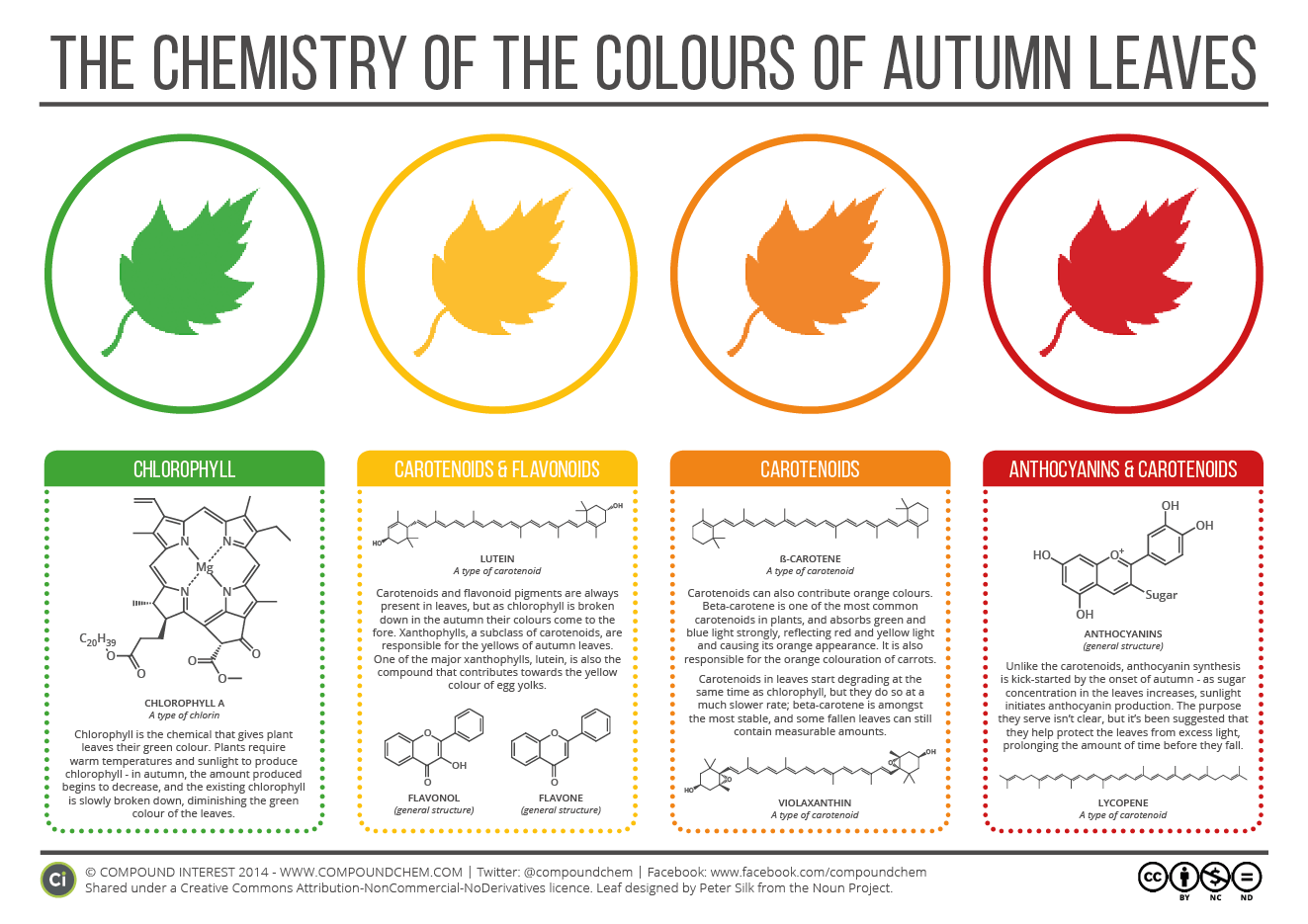 Why Leaves Change Color in the Fall | The Student ...