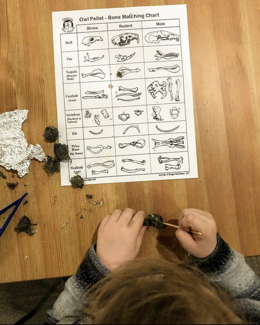 Child with bone matching worksheet, dissecting owl pellets on a table