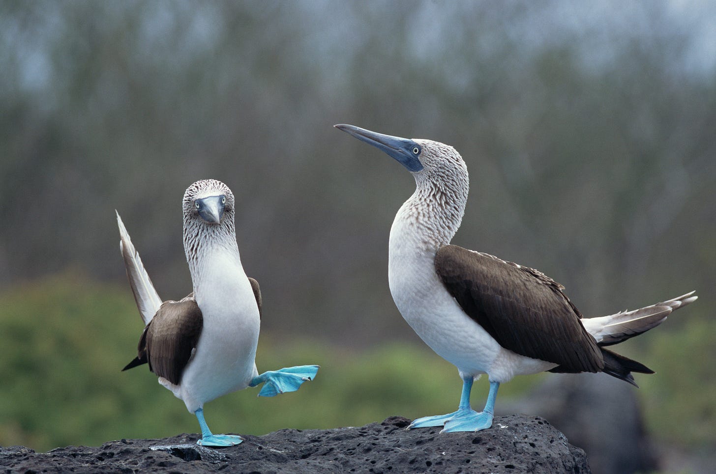 On Galápagos, Revealing the Blue-Footed Booby's True Colors - The New York  Times