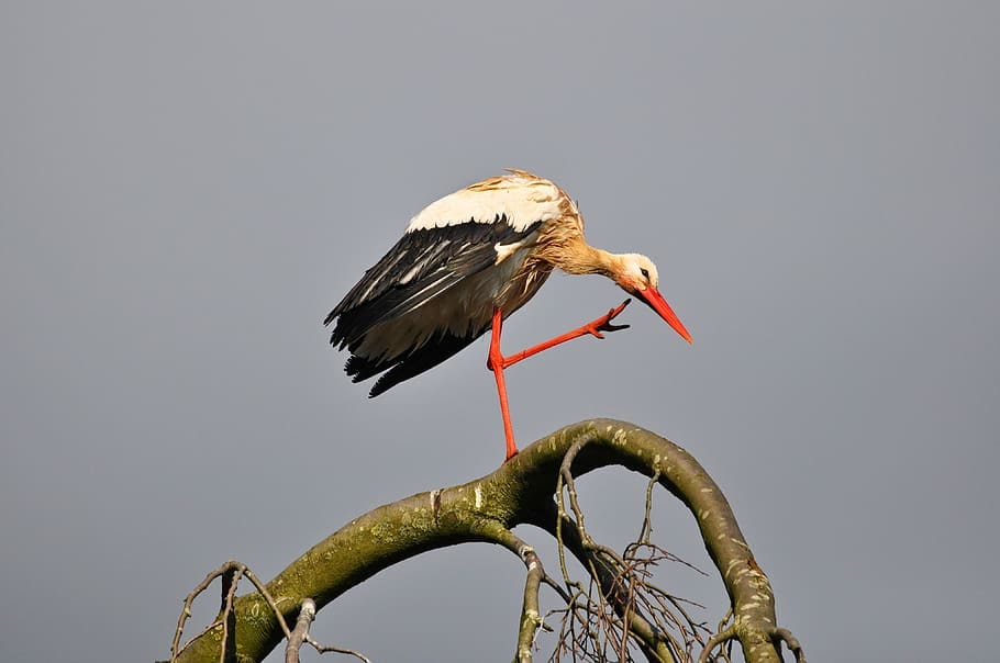 A stork in a tree
