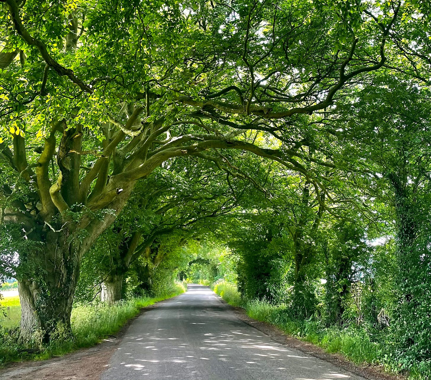 Tree branches curving over a country road, forming a tunnel of bright green leaves