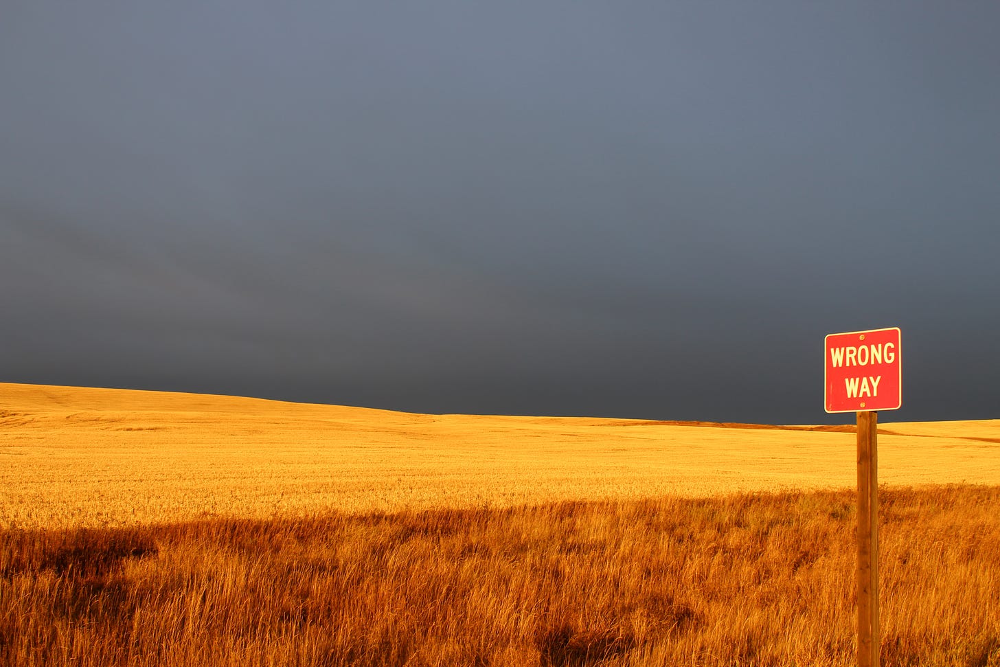 A sign reading "Wrong Way" sits in front of a wheat field against a dark blue-grey sky.