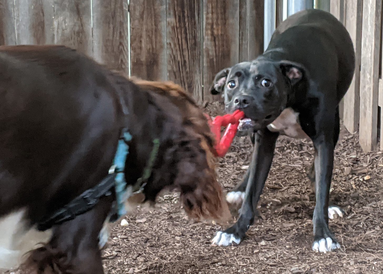 Oreo plays tug of war with another dog during a playdate.