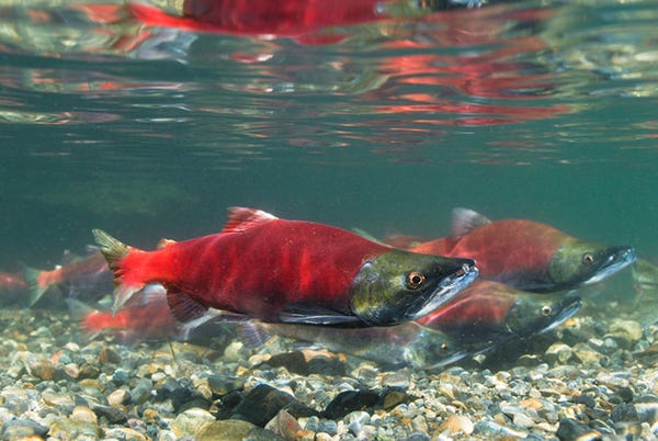 Copper River Salmon's Delicious Facts - Alaska Tour Jobs